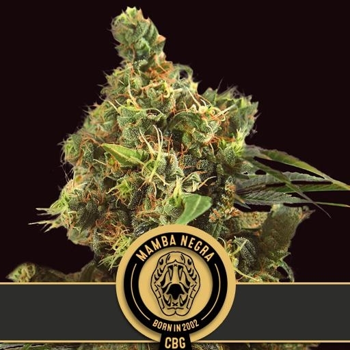 Mamba Negra CBG Cannabis Seeds