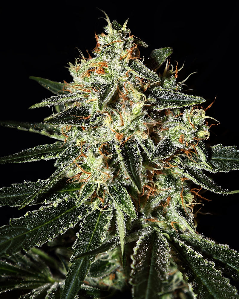 GH Cheese Cannabis Seeds
