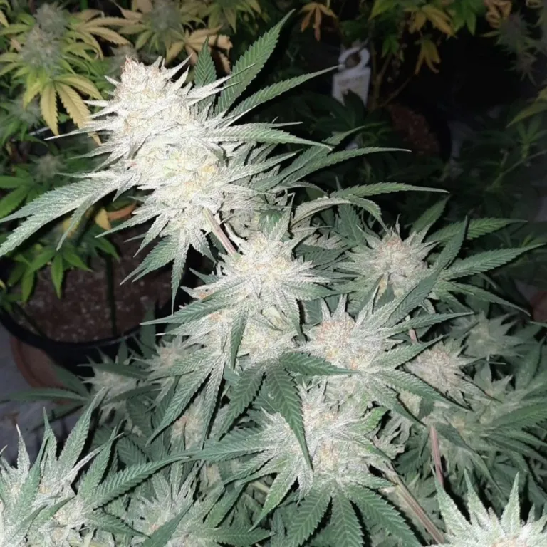 Collectors Edition Cherry Punch Cannabis Seeds
