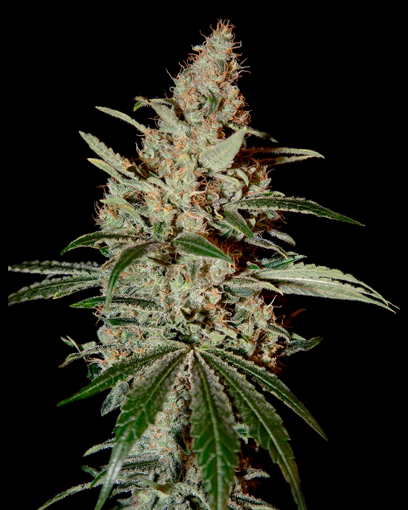 GH Chemdog Cannabis Seeds