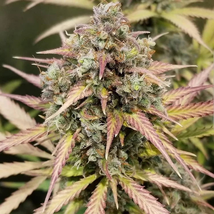 Auto Monster Breath  Cannabis Seeds