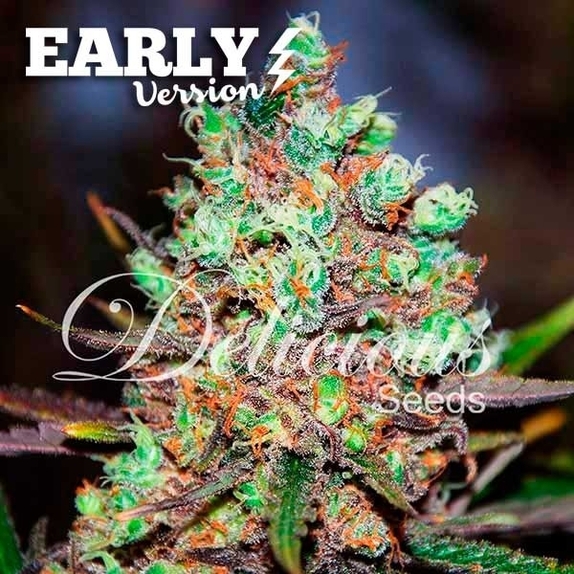Cotton Candy Kush Early Version Cannabis Seeds