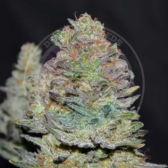 Delicious Cookies Auto  Cannabis Seeds