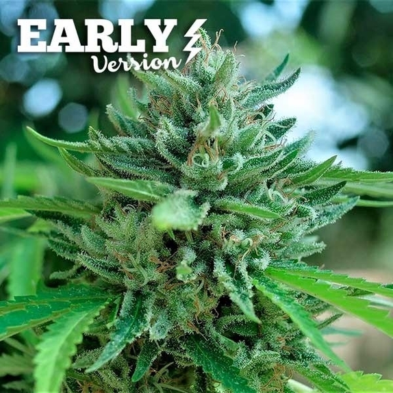 Delicious Cookies Early Version Cannabis Seeds