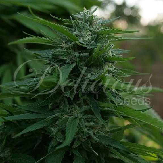 Lord Kush Cannabis Seeds