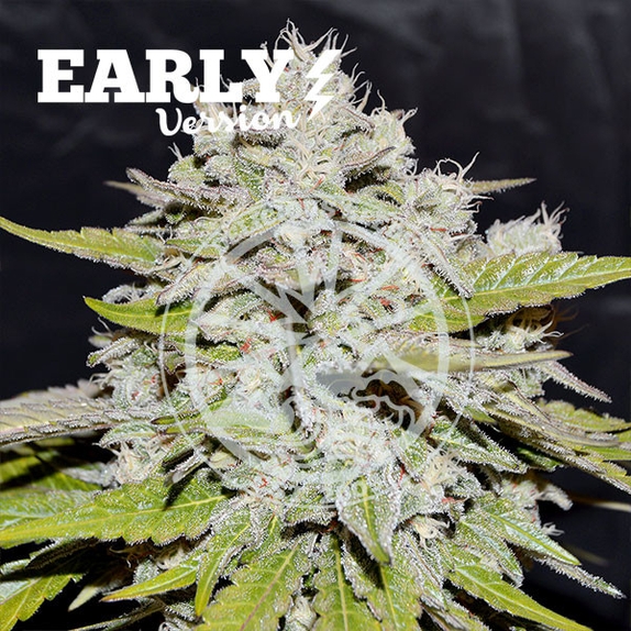 Bay Burger Early Version Cannabis Seeds