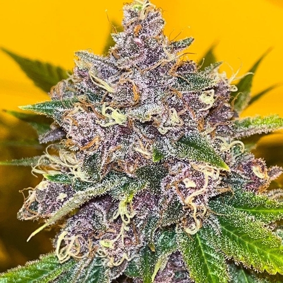 Black Cherries  Cannabis Seeds