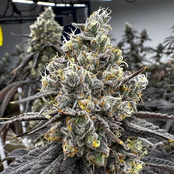 Velvet Kosher  Cannabis Seeds