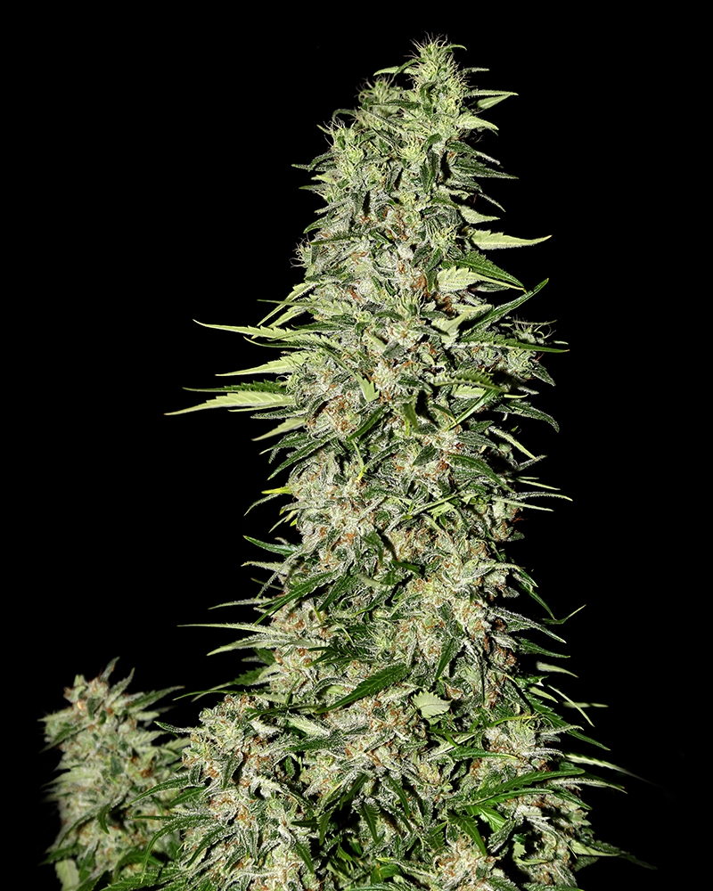 Diamond Girl Cannabis Seeds