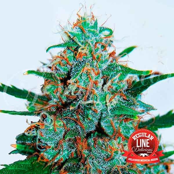 Critical Neville Haze Reg Auto Cannabis Seeds