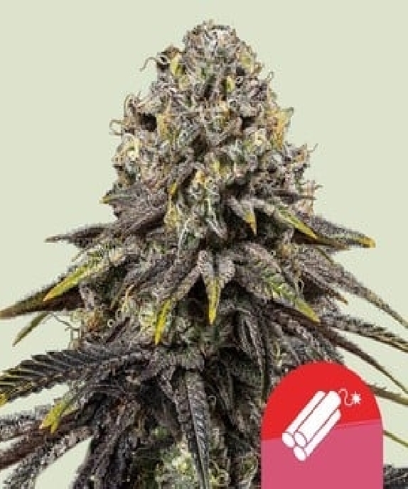Royal Queen x TYSON Dynamite Diesel Cannabis Seeds