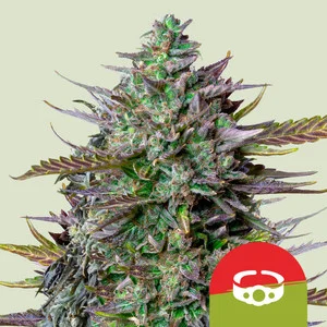 Royal Queen x TYSON GOAT'lato Auto Cannabis Seeds