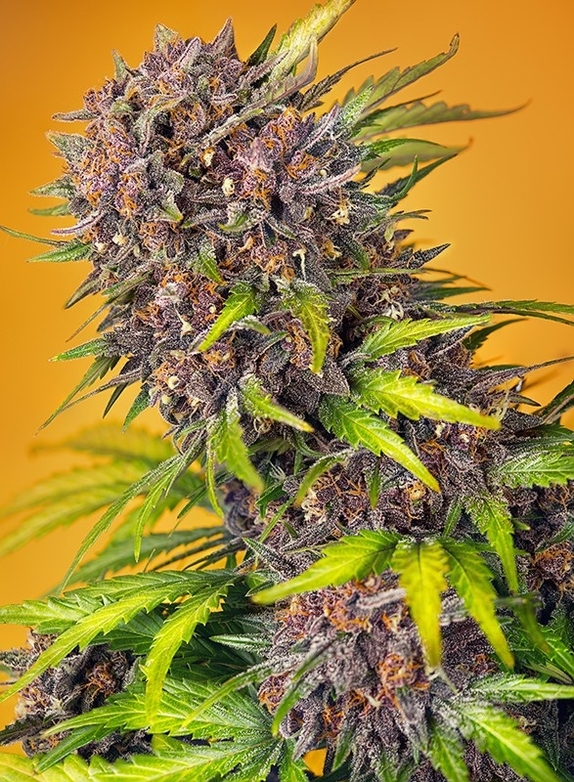 Diablo Rojo XL Auto Cannabis Seeds