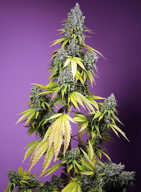 Jet Fuel Mandarine XL Auto Cannabis Seeds