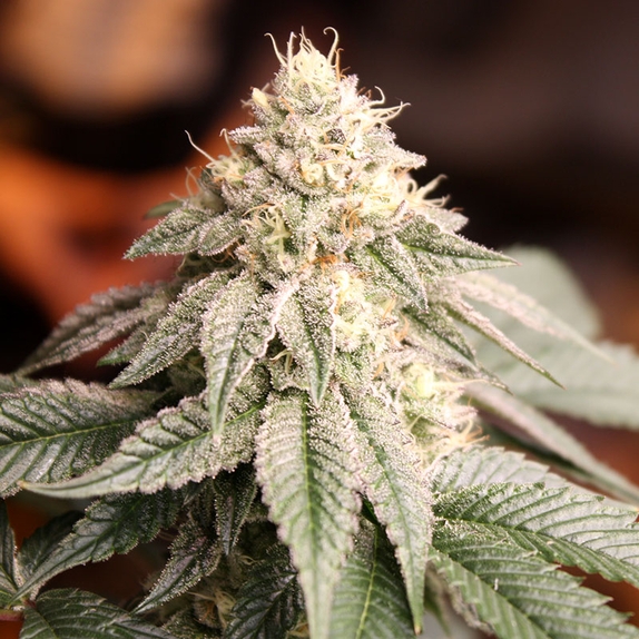 Sunset Bride Cannabis Seeds