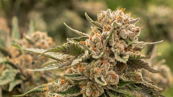 Snoopdawg OG #2 Cannabis Seeds