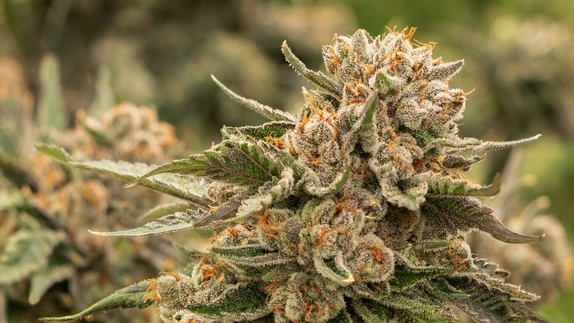 Snoopdawg OG 2 Cannabis Seeds