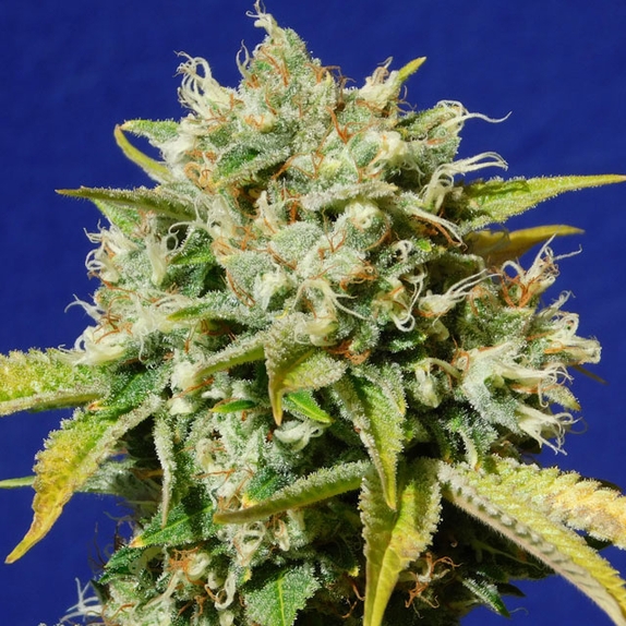 Sweet Peach Auto CBD Cannabis Seeds