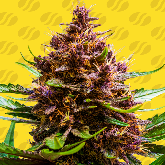 Pink Rozay x Strawberry Banana Auto Cannabis Seeds