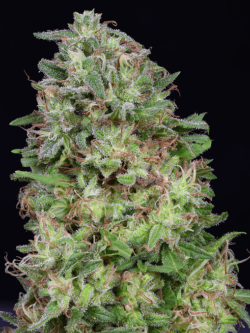 Don White Widow Cannabis Seeds