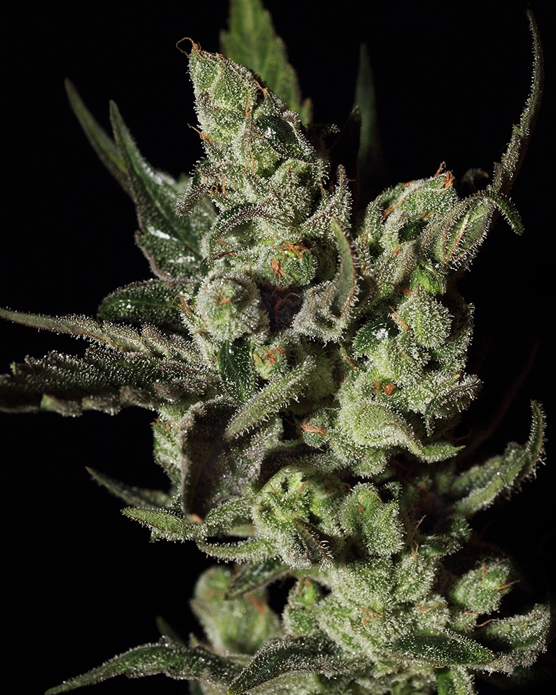 Exodus Cheese Cannabis Seeds