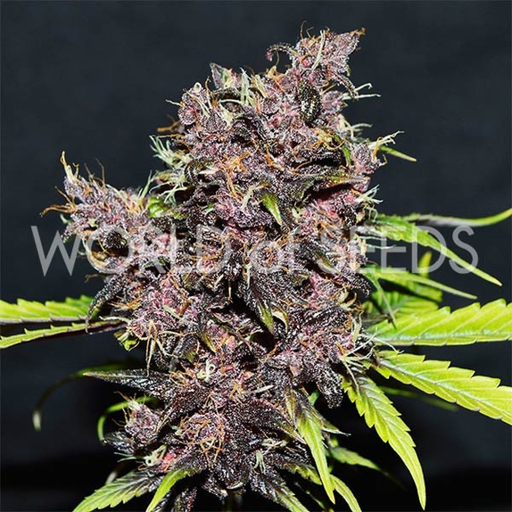 Purple Afghan Kush Ryder Cannabis Seeds