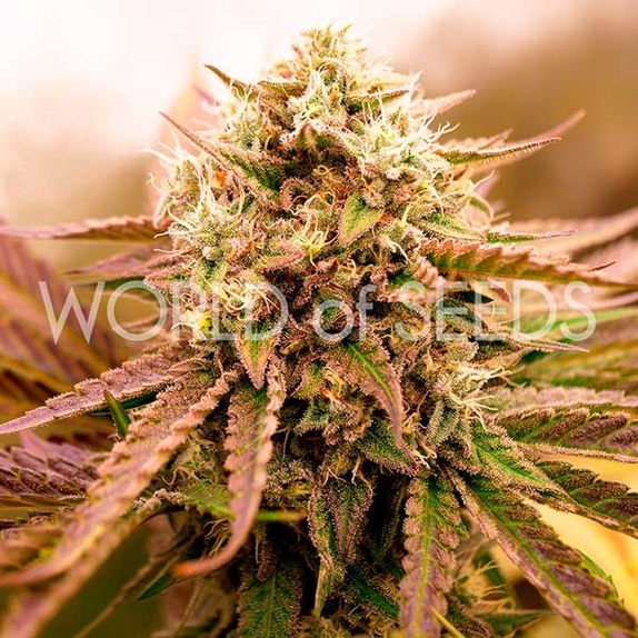 Appalachian Kush Cannabis Seeds