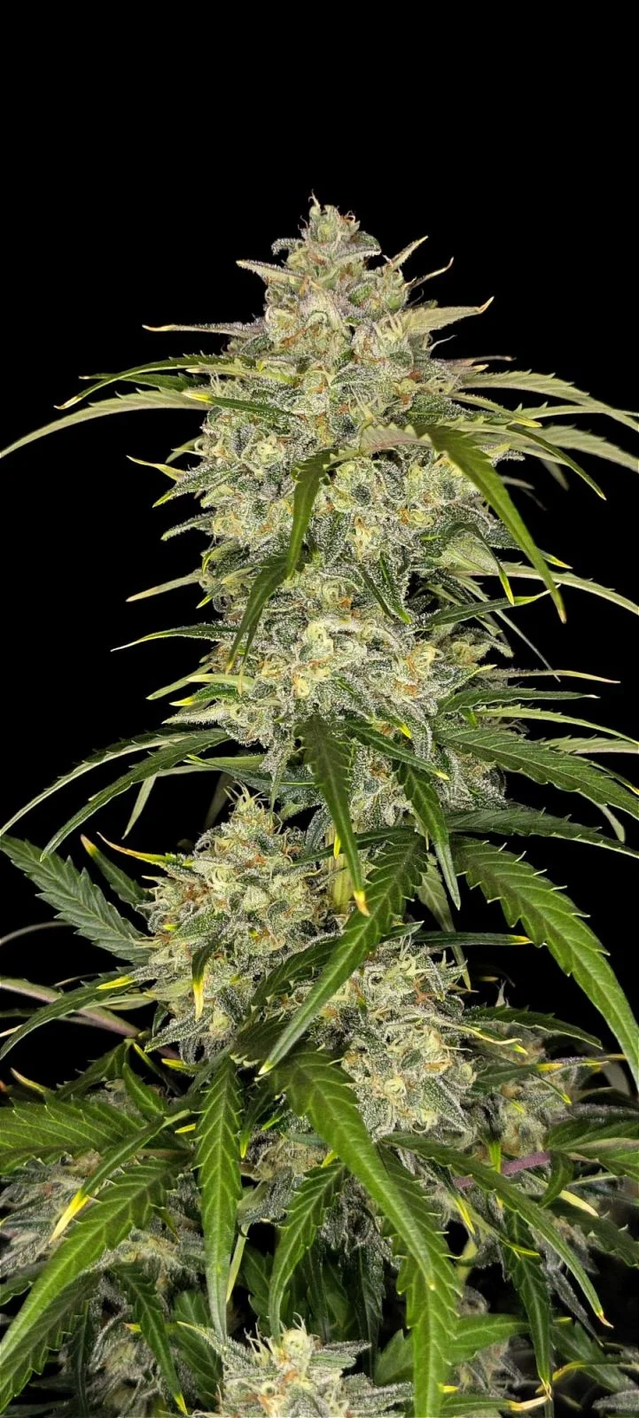 Sour Jealousy Auto  Cannabis Seeds