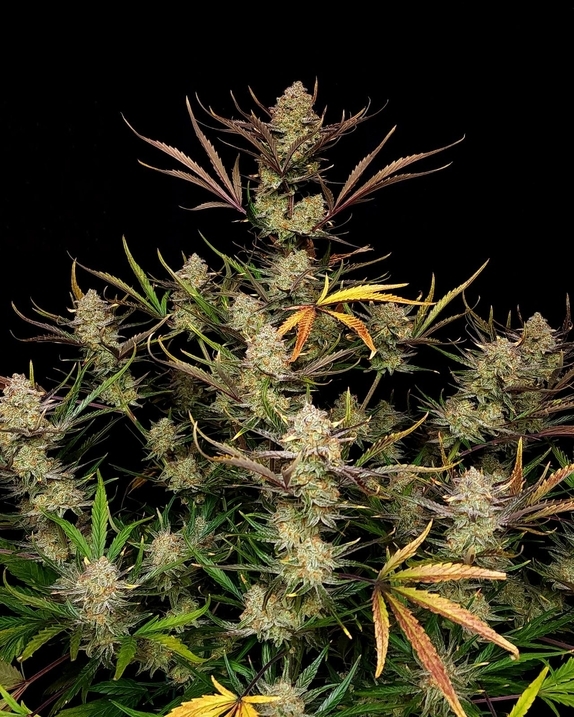 Apple Strudel Auto Cannabis Seeds