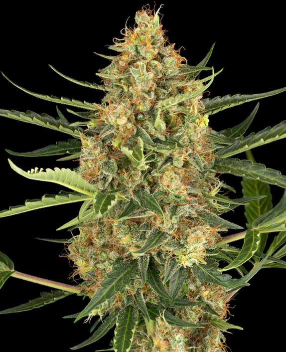 Blueberry Bubblegum Auto Cannabis Seeds