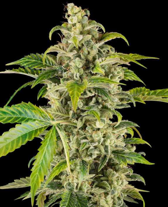 Sweet & Sour Cream Auto Cannabis Seeds