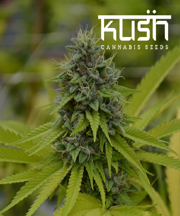 Cookie Kush Cannabis Seeds