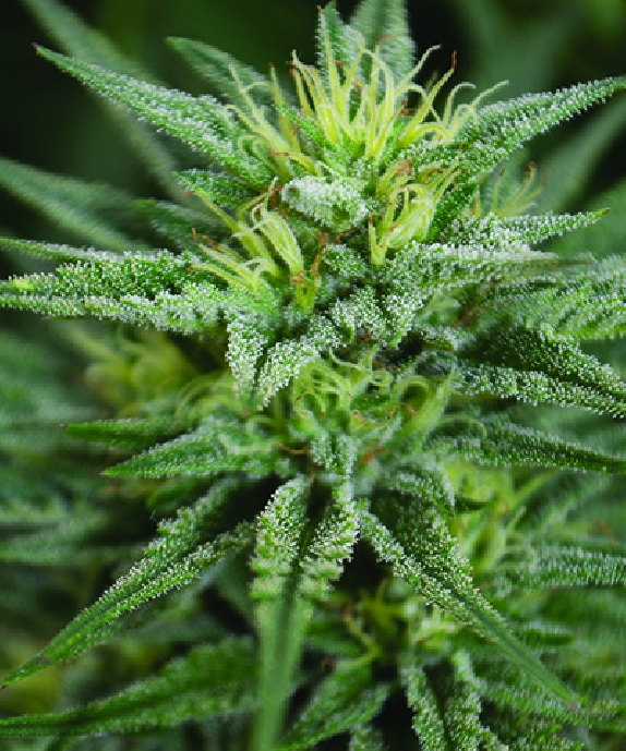 Trainwreck CBD Cannabis Seeds