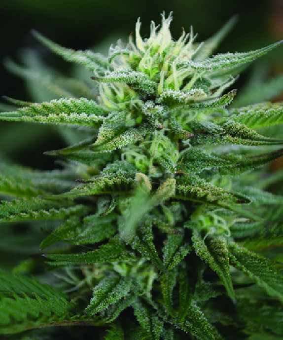 Scrog CBD Cannabis Seeds