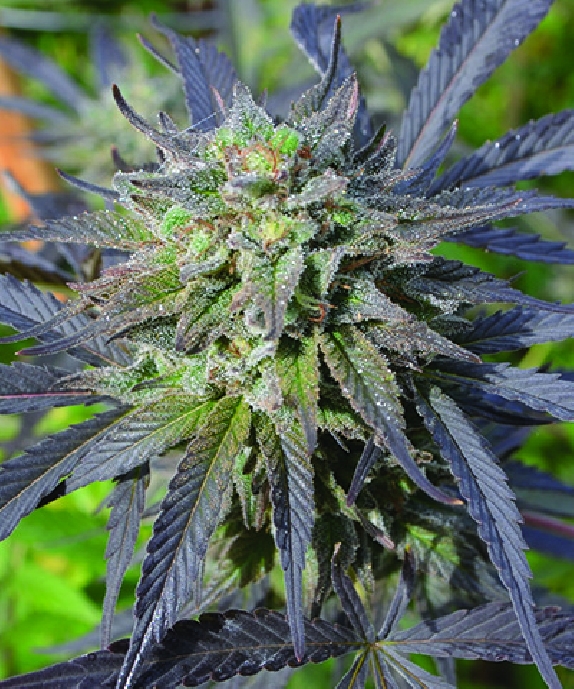 Blue Blood CBD Cannabis Seeds