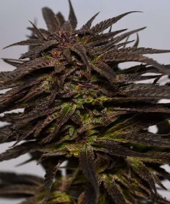 Do-Si-Dos Cannabis Seeds