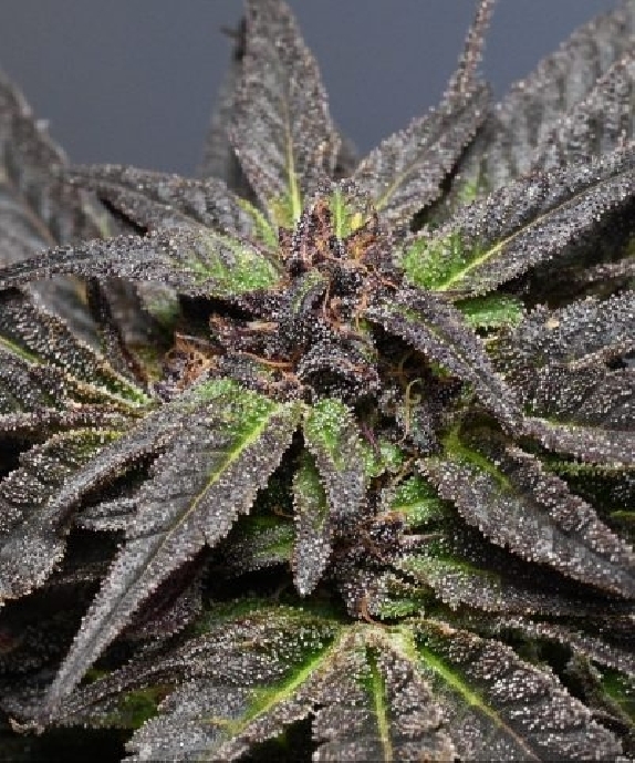 Wedding Cake Cannabis Seeds