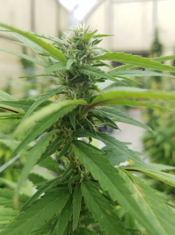 Medi CBG Cannabis Seeds