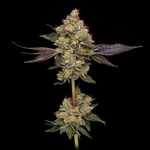 Afghani Mints Green Bodhi Regular Cannabis Seeds