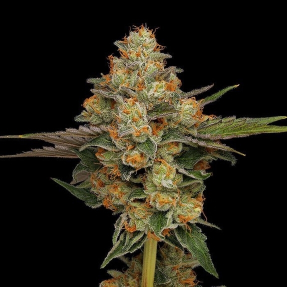 Northern Afghani Lights Cannabis Seeds