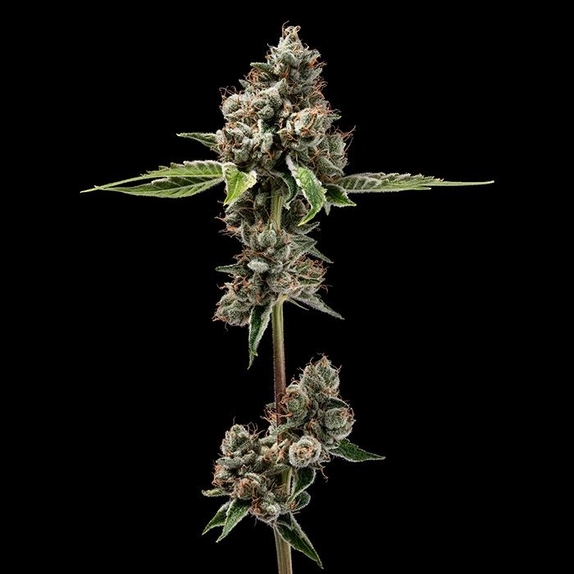 Sour Best Afghani Cannabis Seeds