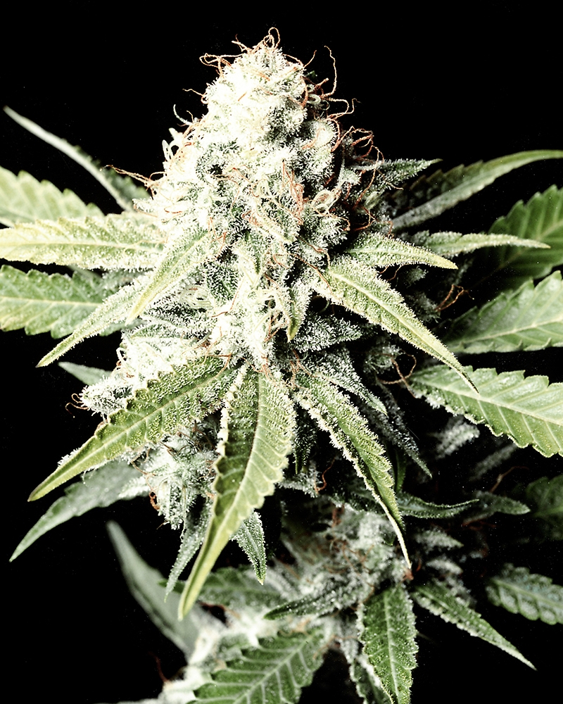 Great White Shark Cannabis Seeds