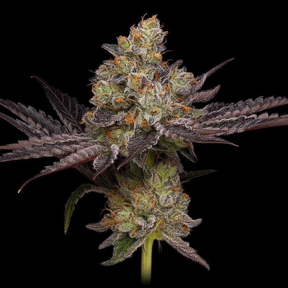 Purple Afghan Kush Cannabis Seeds