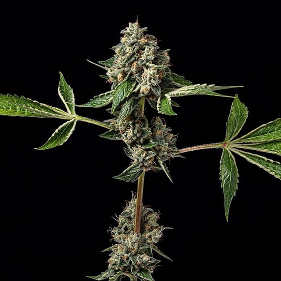 Kosher Afghan Kush Cannabis Seeds