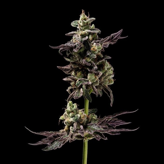 Northern Runtz Cannabis Seeds