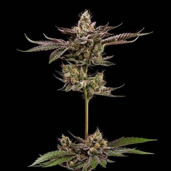 Northern Lemons Cannabis Seeds