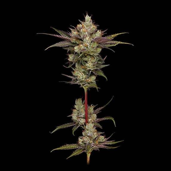 Northern Lights OG Cannabis Seeds