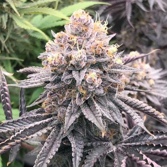 Fritter Delight Cannabis Seeds