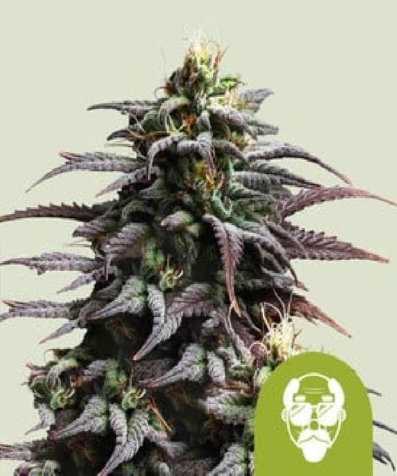 Grandaddy Purple Auto Cannabis Seeds