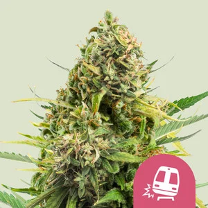 Trainwreck (Royal Queen Seeds) Cannabis Seeds